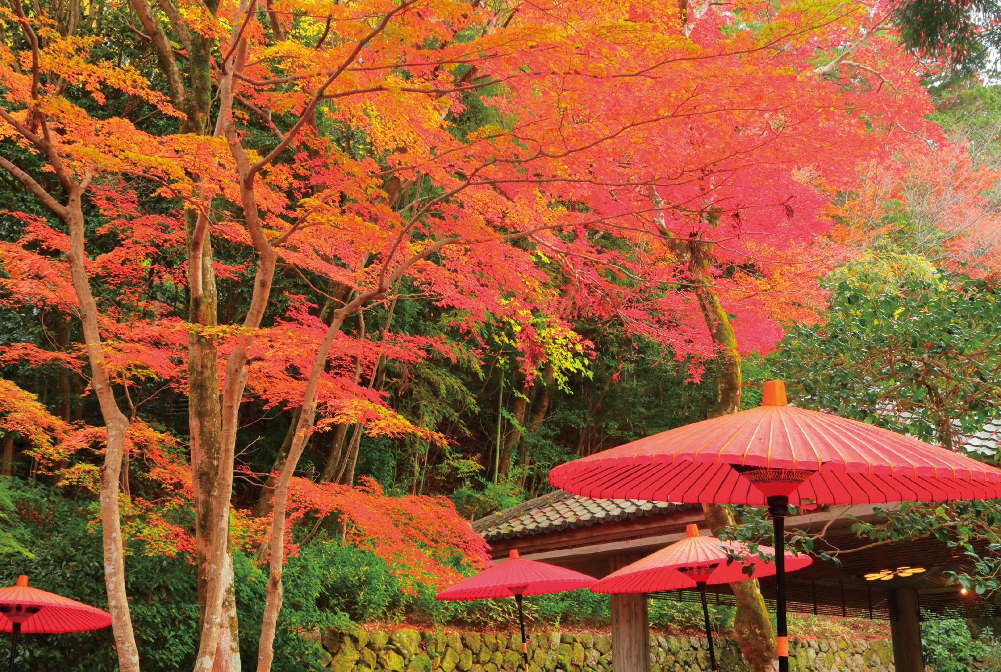 瑞宝寺公園 日暮らしの庭